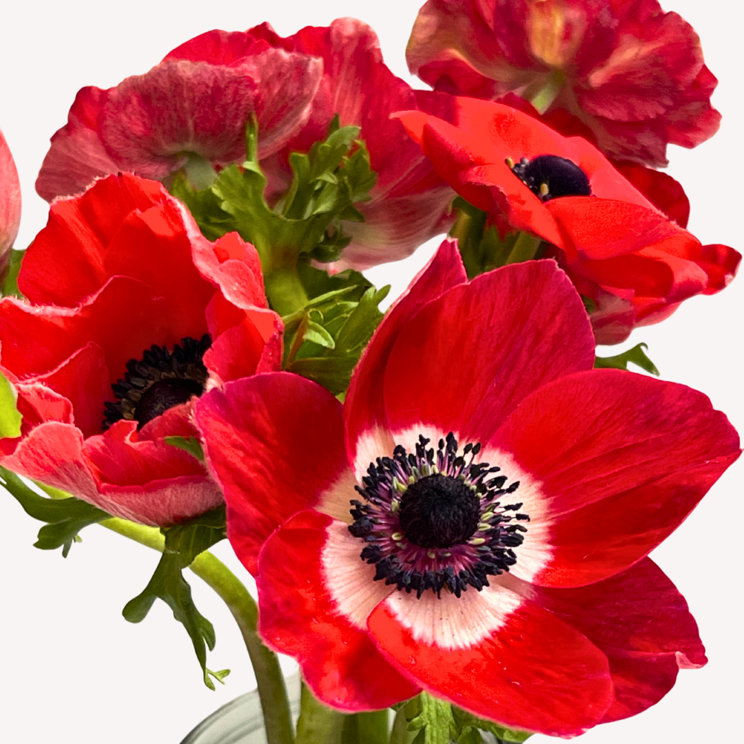 RED ANEMONES
