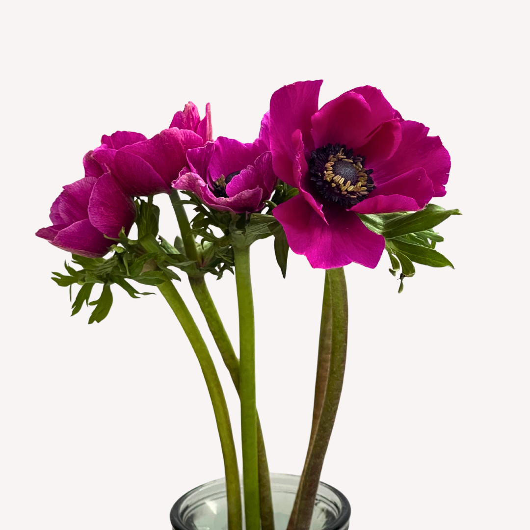 HOT PINK ANEMONES