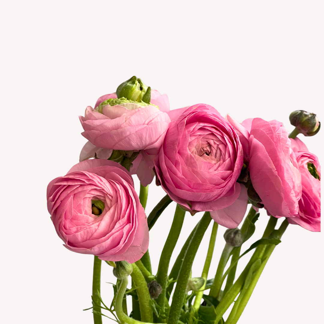 PINK RANUNCULUS