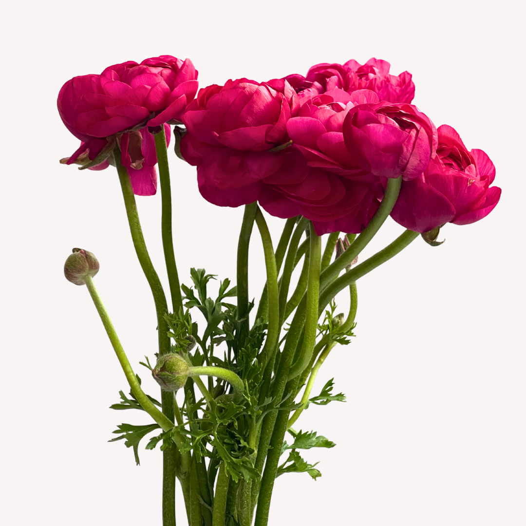 HOT PINK RANUNCULUS