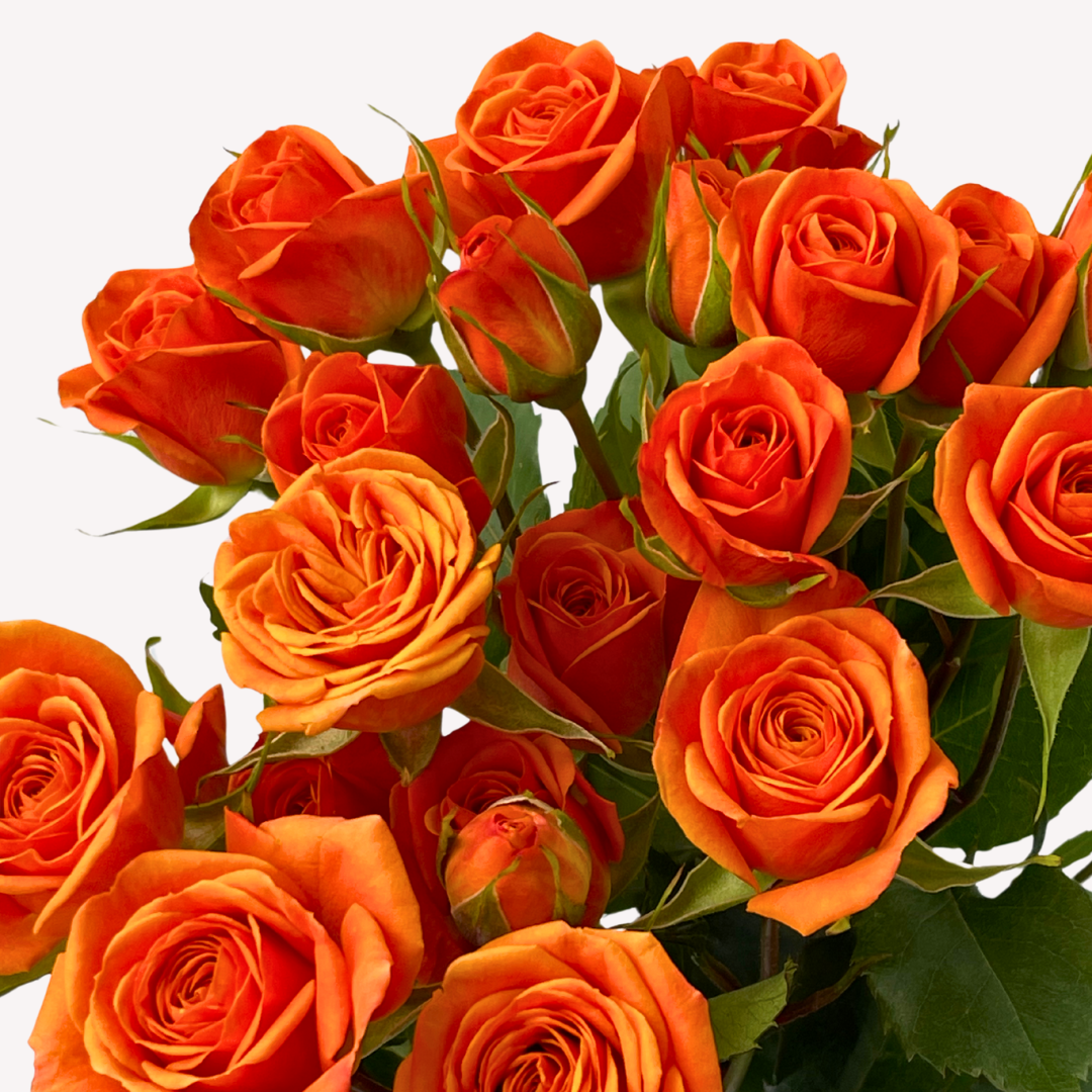 ORANGE BABY SPRAY ROSES