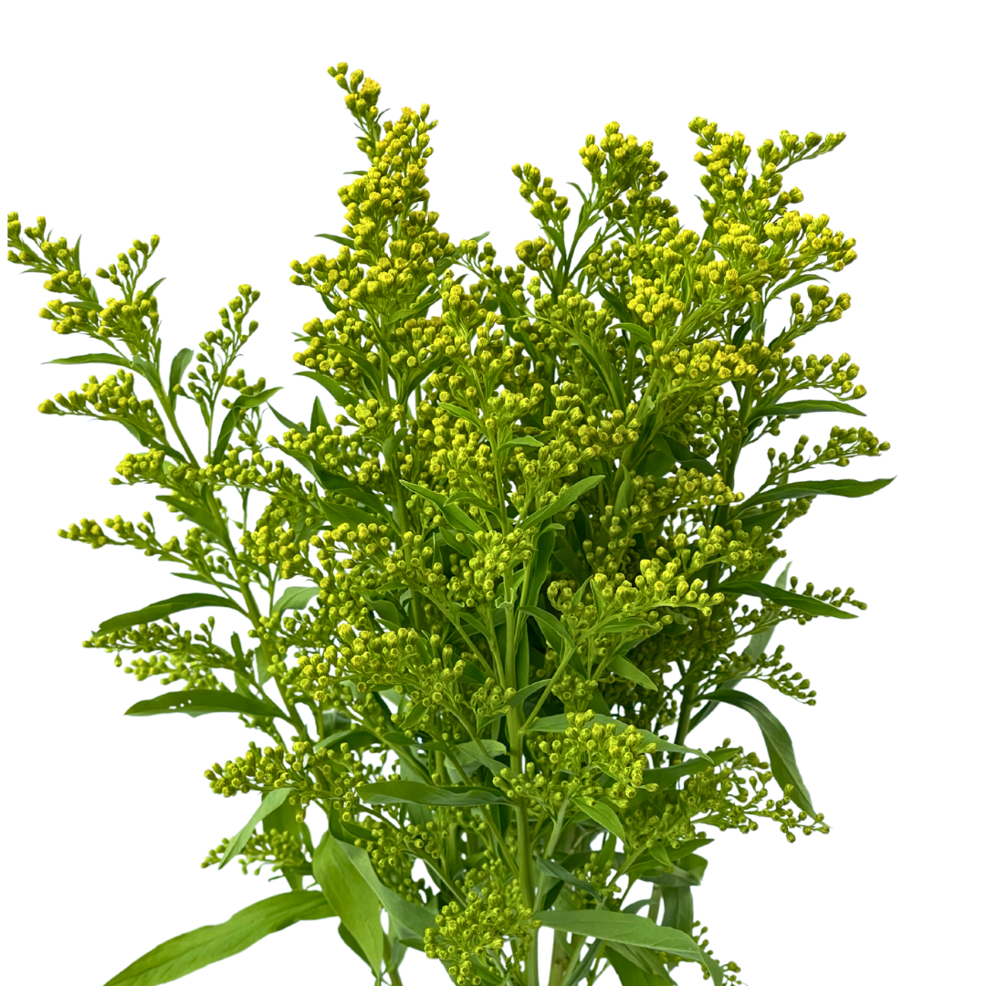 SOLIDAGO