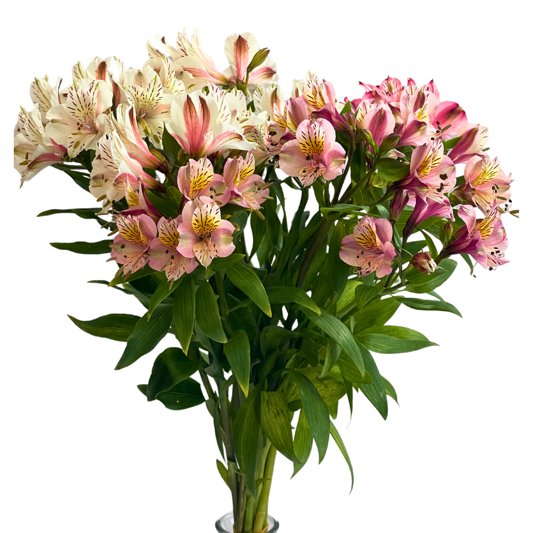 ASSORTED ALSTROEMERIAS