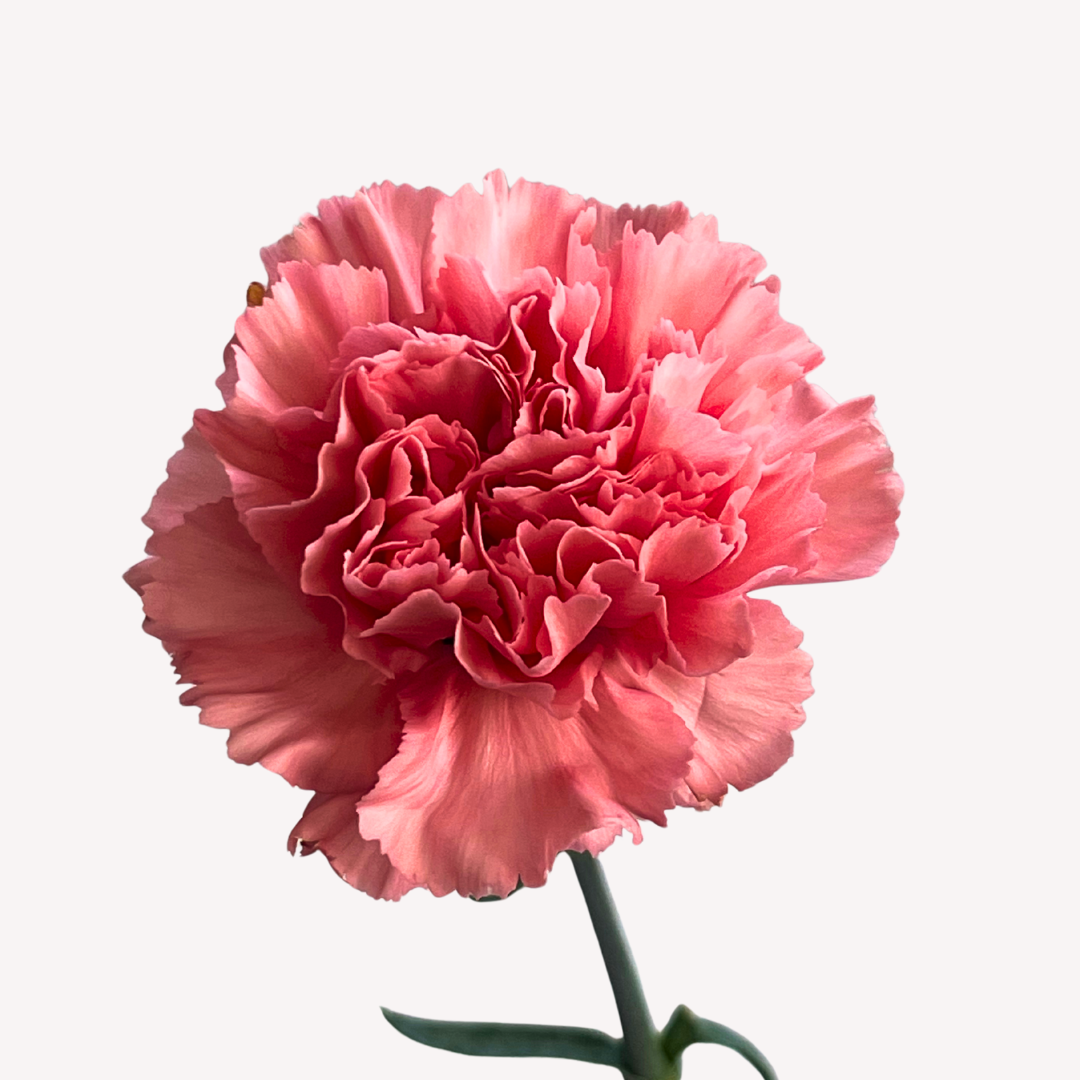 PINK CARNATIONS