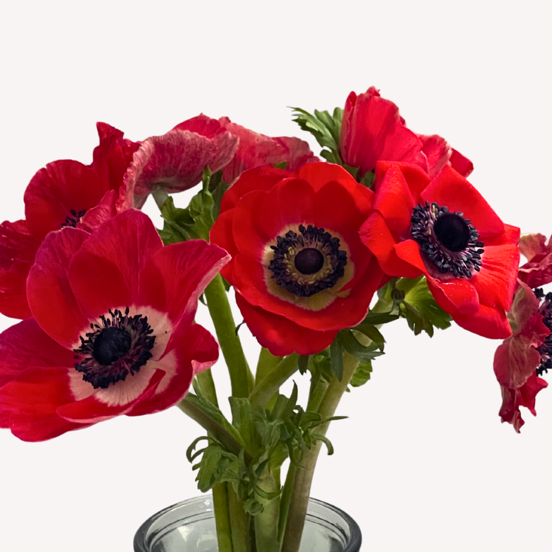 RED ANEMONES