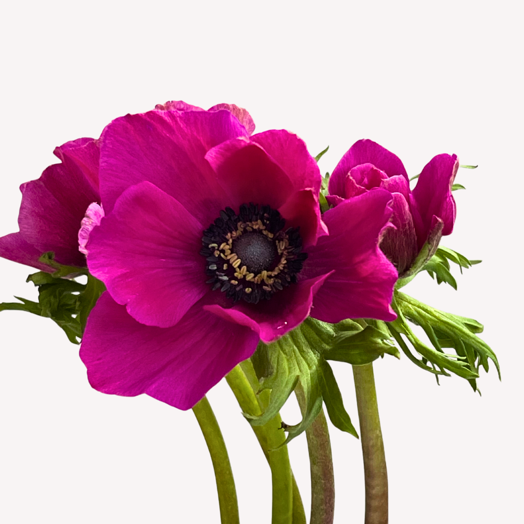 HOT PINK ANEMONES