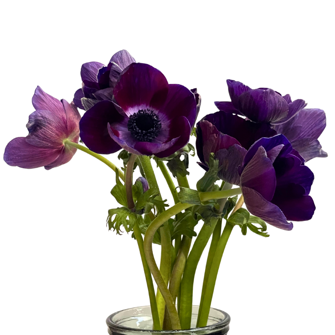 BURGUNDY ANEMONES