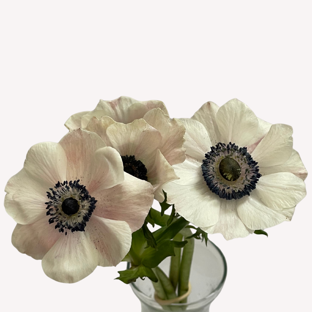 WHITE ANEMONES