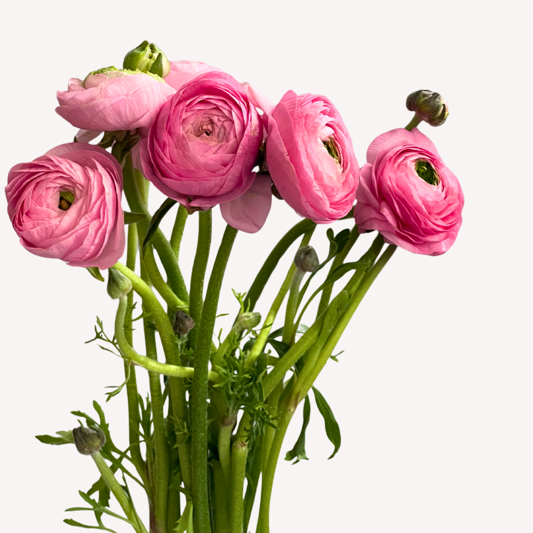 PINK RANUNCULUS