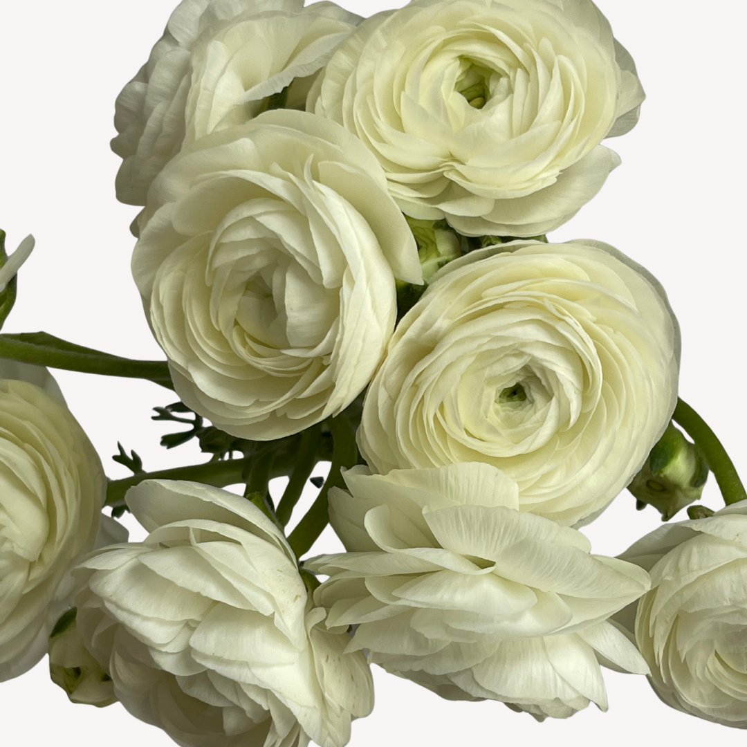 WHITE RANUNCULUS