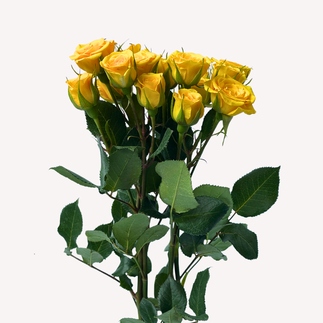 YELLOW BABY SPRAY ROSES