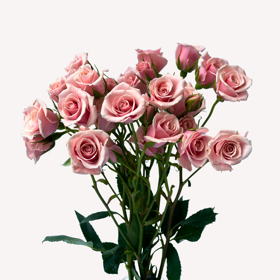PINK MAJOLICA SPRAY ROSES