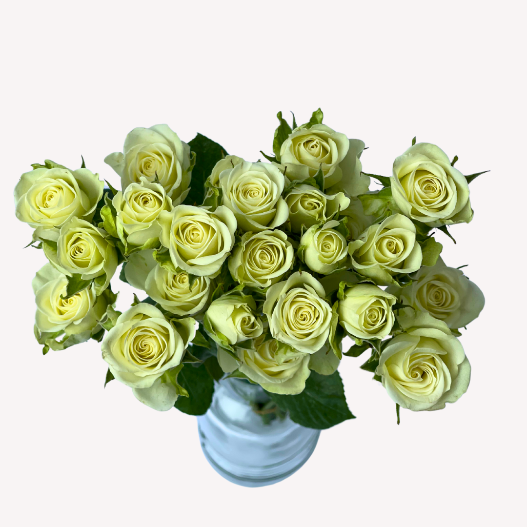 SNOW FLAME SPRAY ROSES