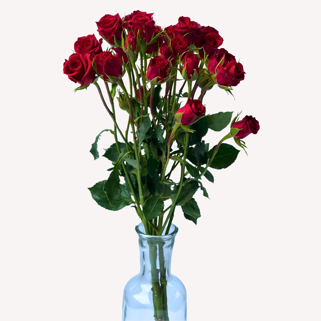 RED MIKADO SPRAY ROSES