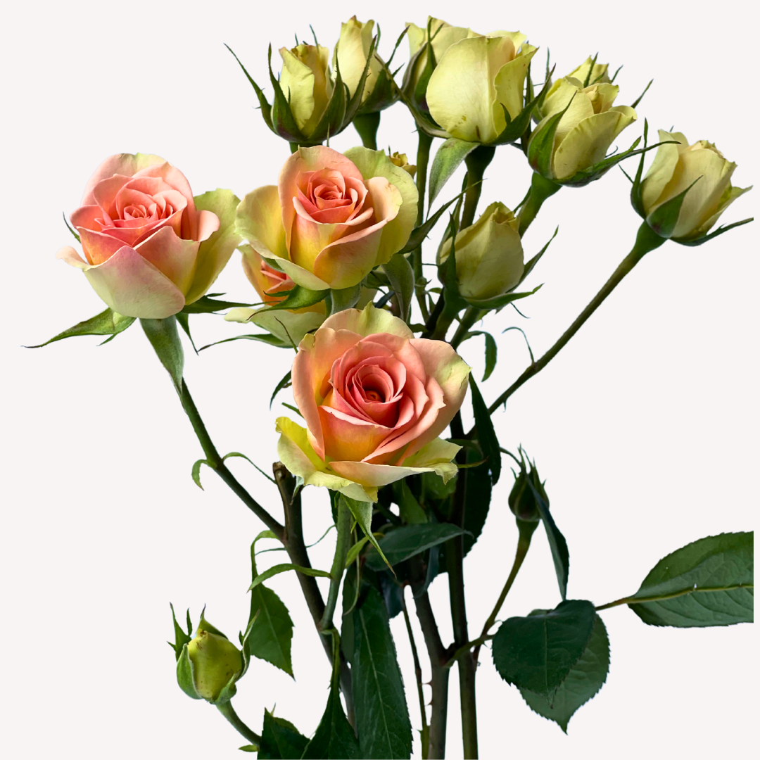 CHABLIS SPRAY ROSES
