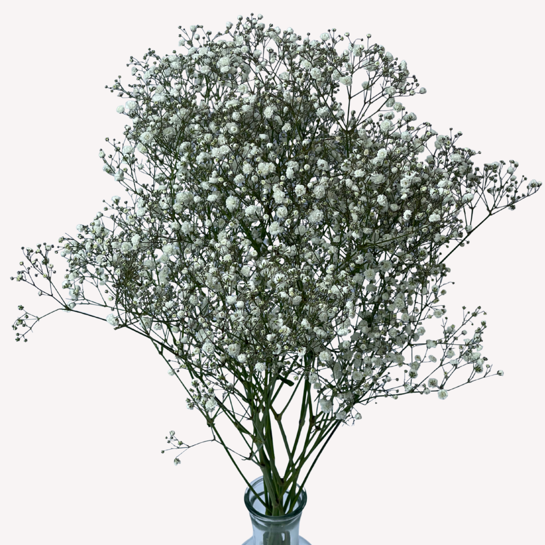 GYPSOPHILIA / BABY BREATH