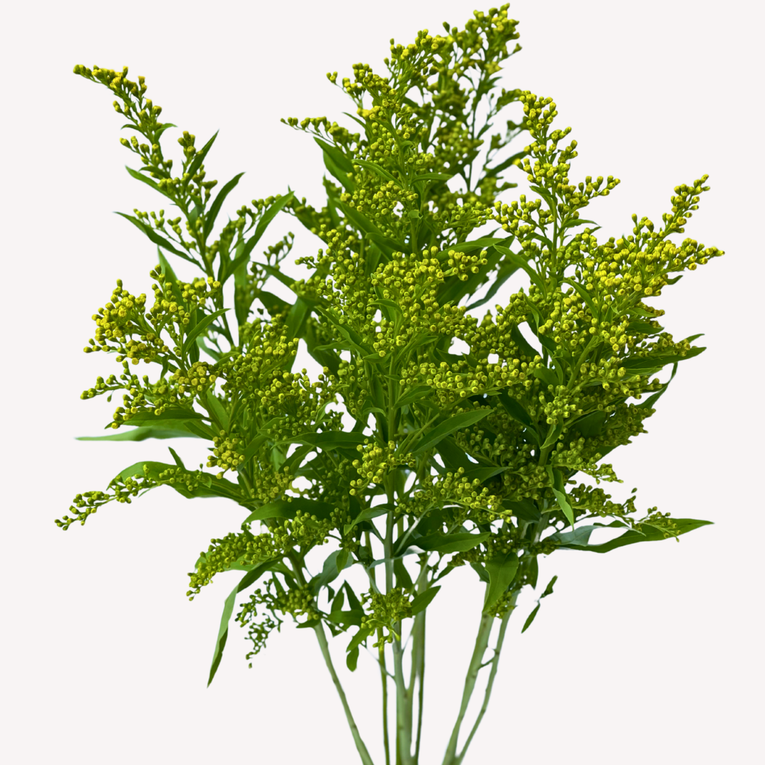 SOLIDAGO