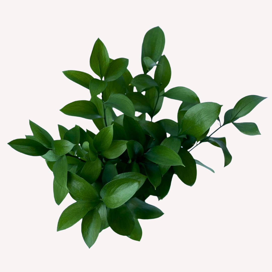 RUSCUS