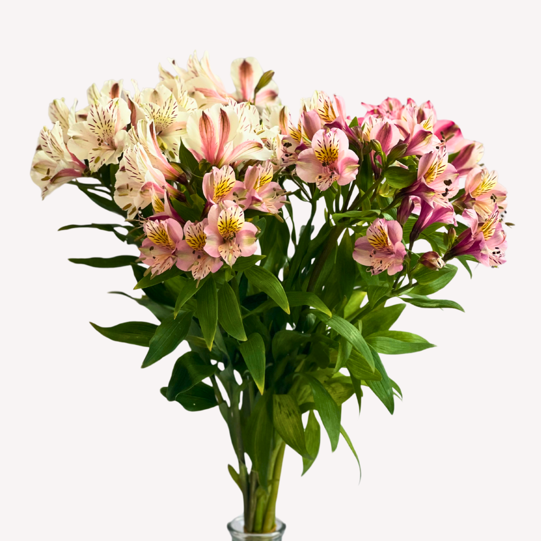 ASSORTED ALSTROEMERIAS