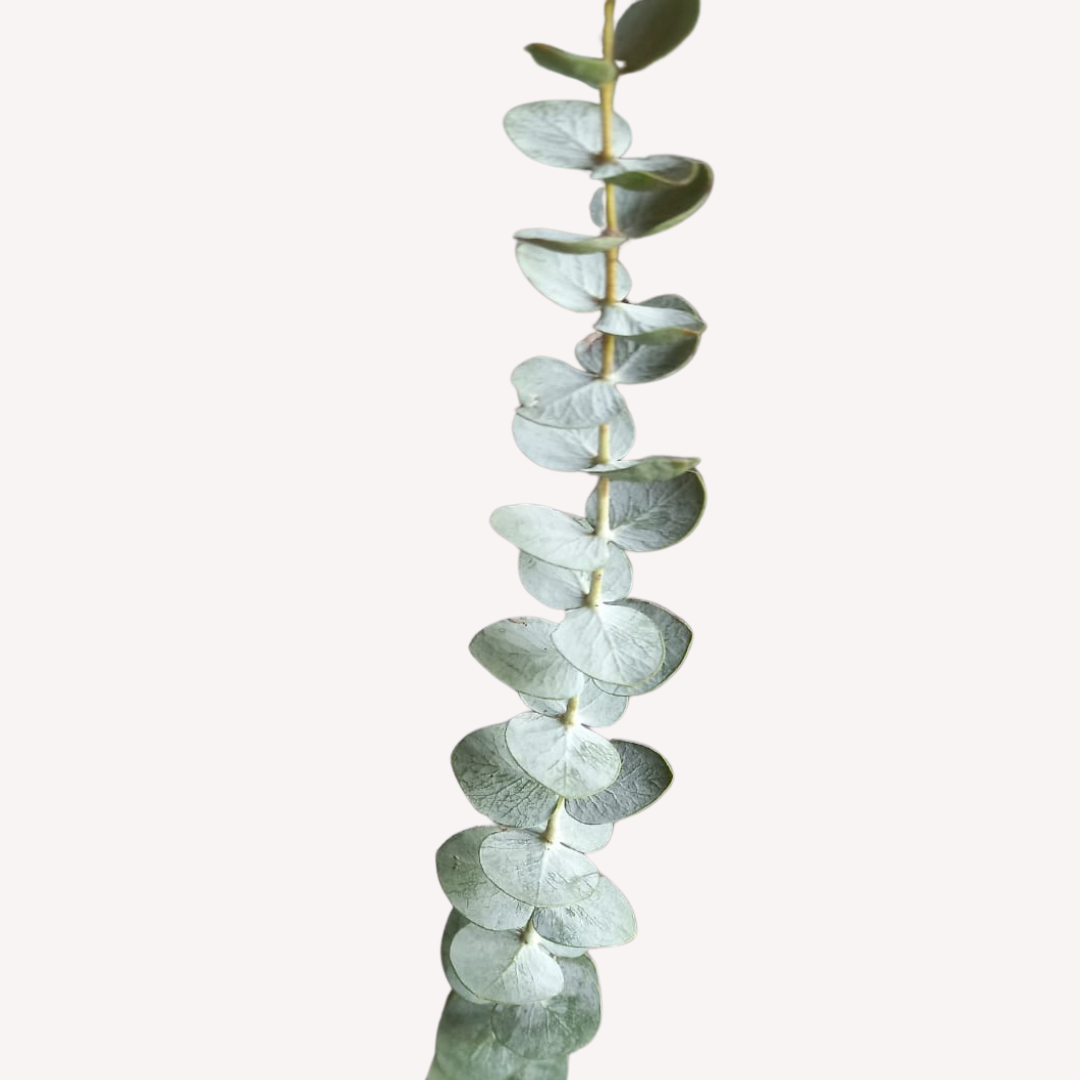 BABY BLUE EUCALYPTUS