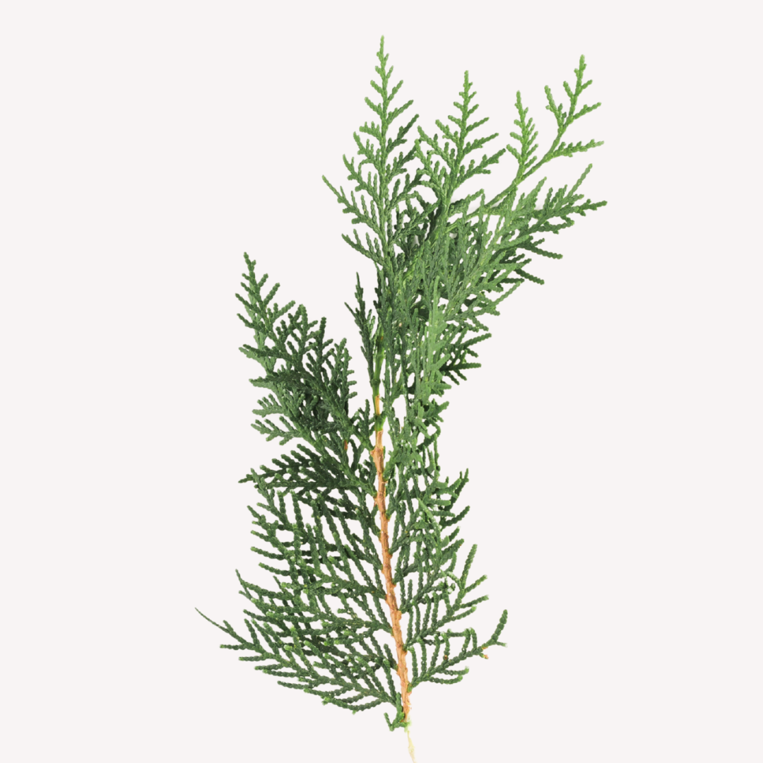 CYPRESS