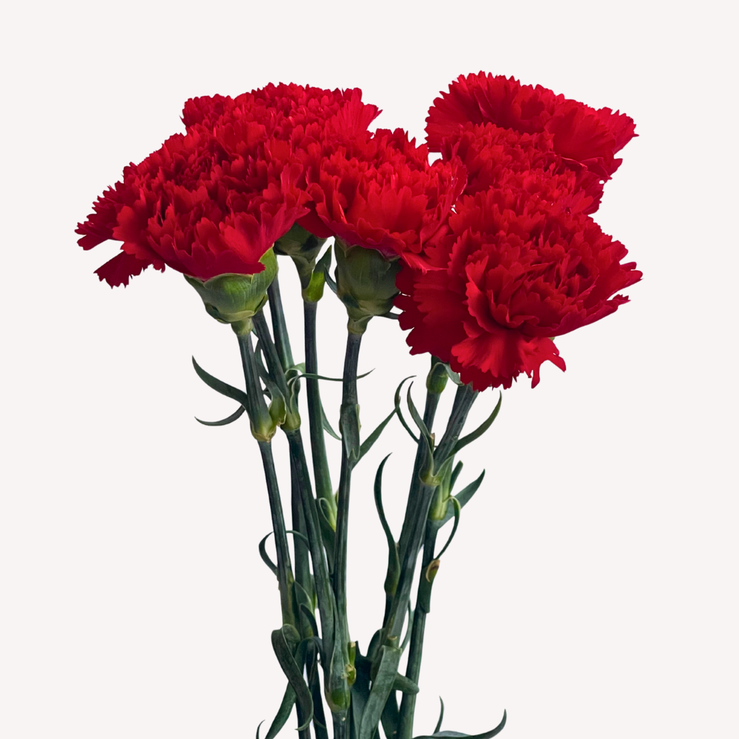 RED CARNATIONS