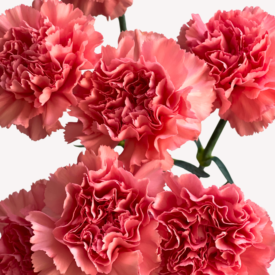 PINK CARNATIONS