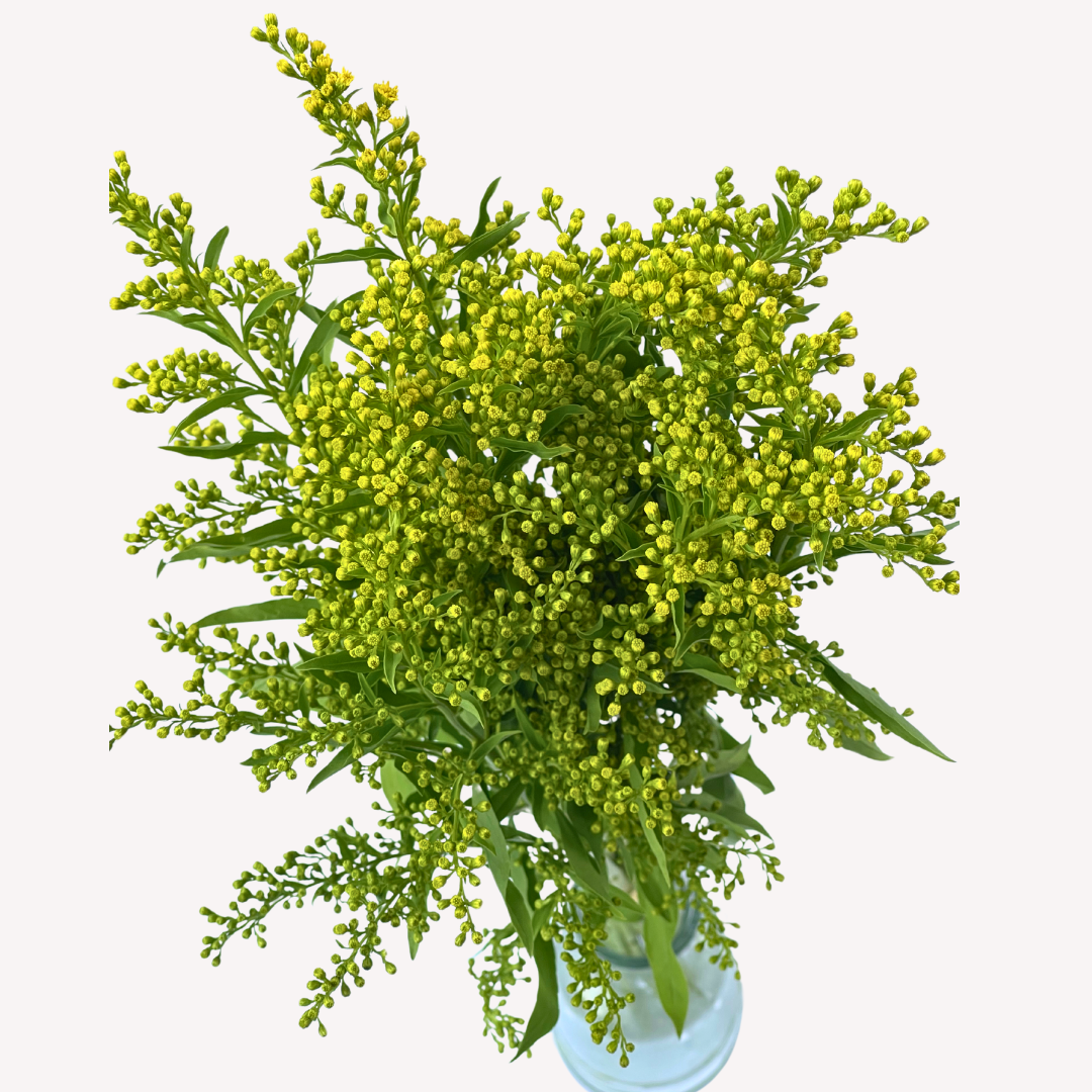 SOLIDAGO