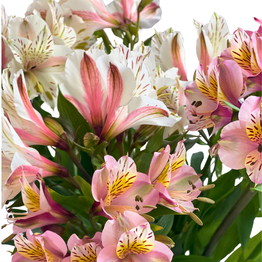 ASSORTED ALSTROEMERIAS