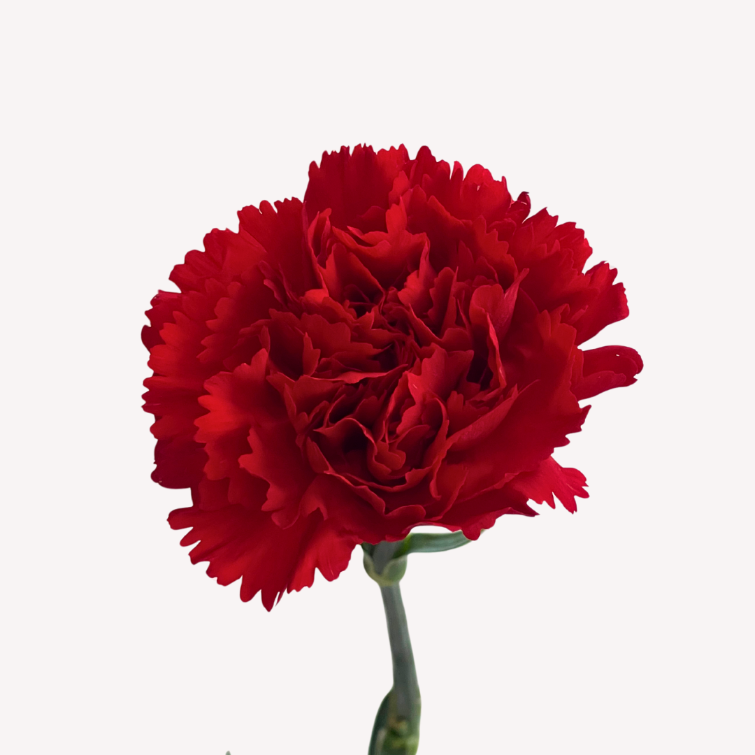 RED CARNATIONS