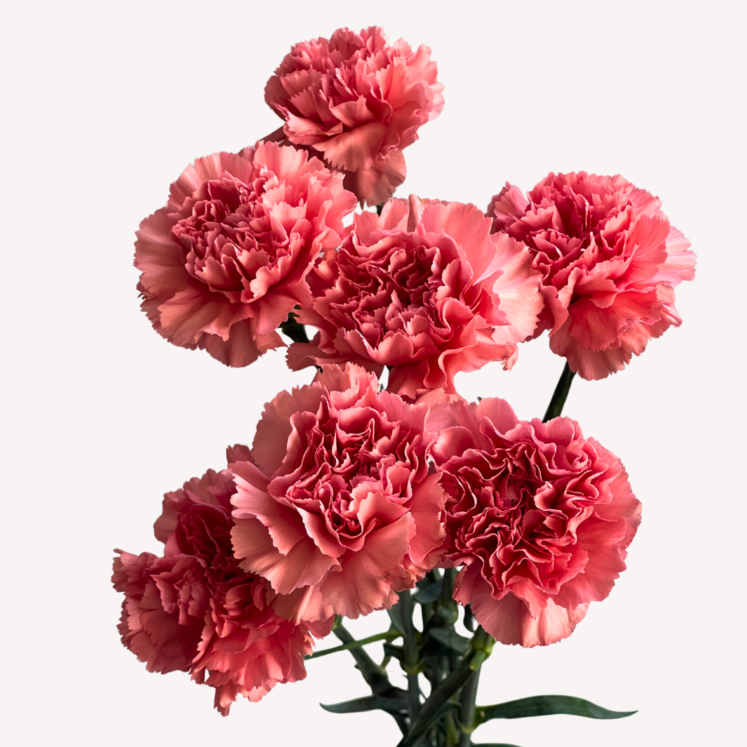 PINK CARNATIONS
