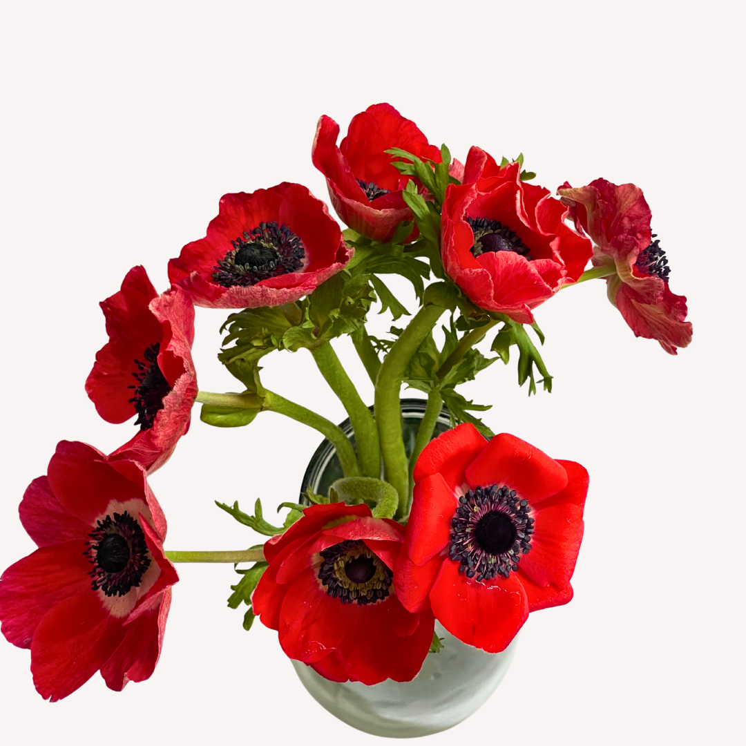 RED ANEMONES