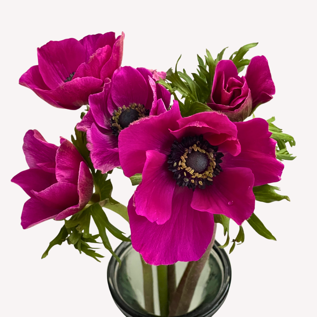 HOT PINK ANEMONES