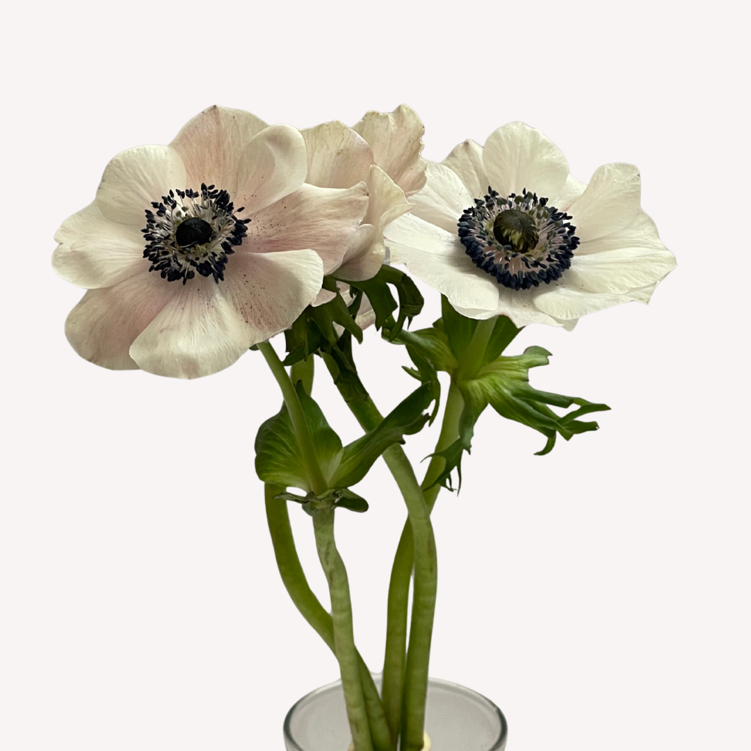 WHITE ANEMONES