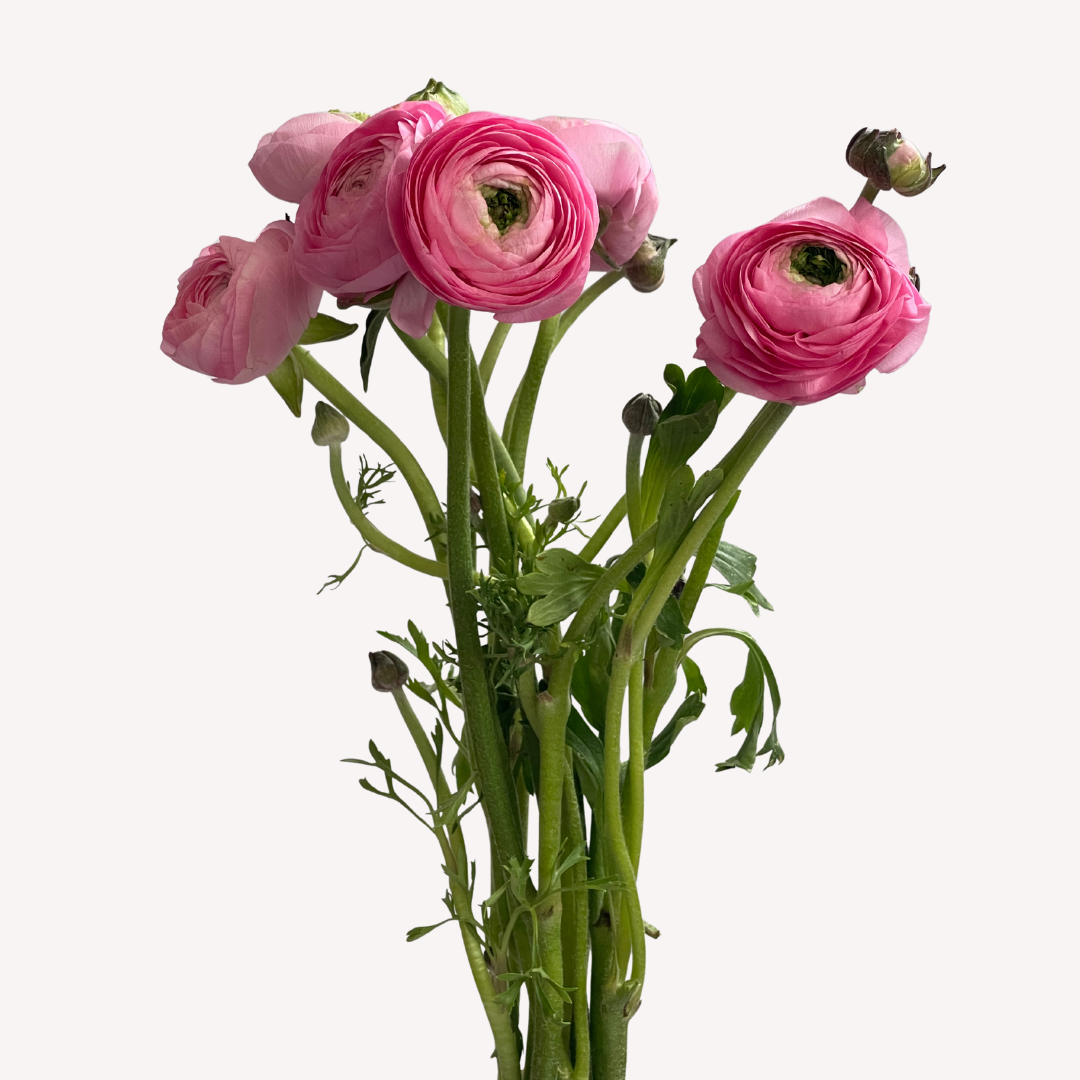 PINK RANUNCULUS
