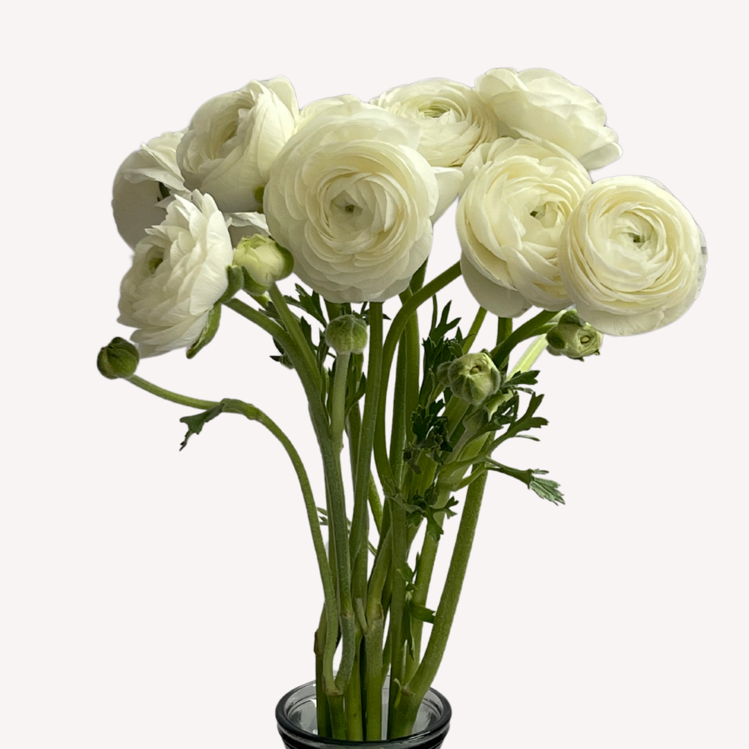 WHITE RANUNCULUS