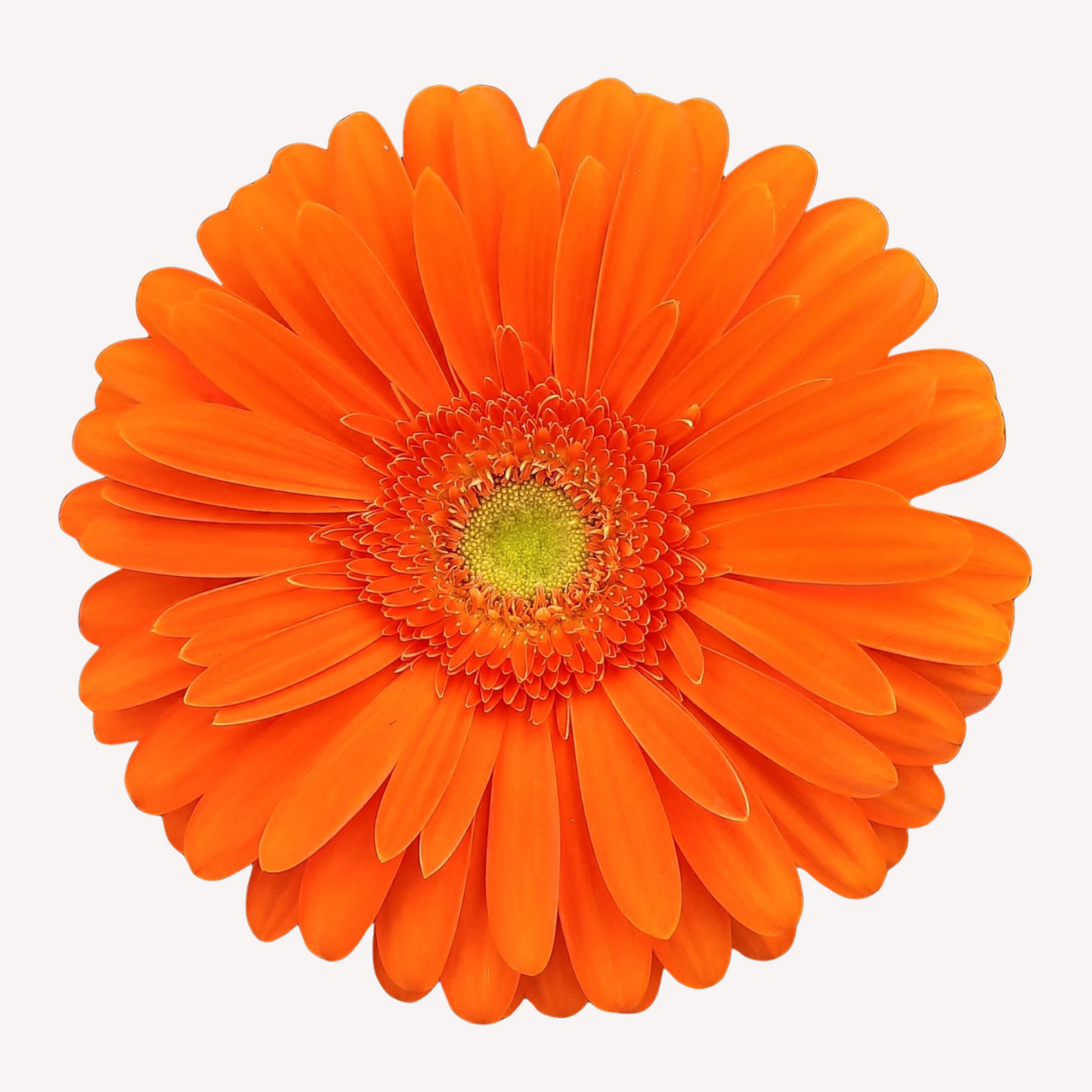 ASSORTED GERBERAS