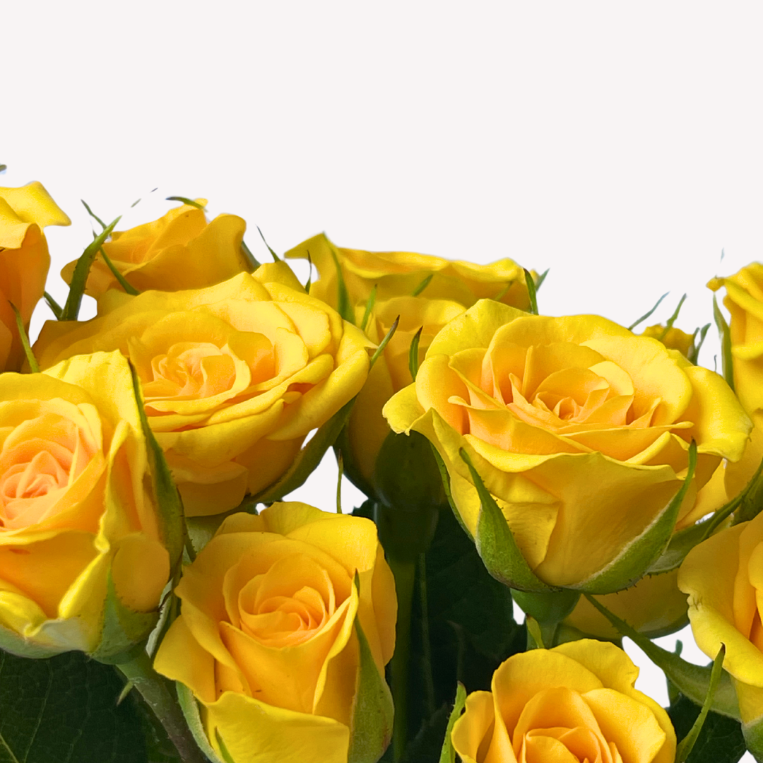 YELLOW BABY SPRAY ROSES