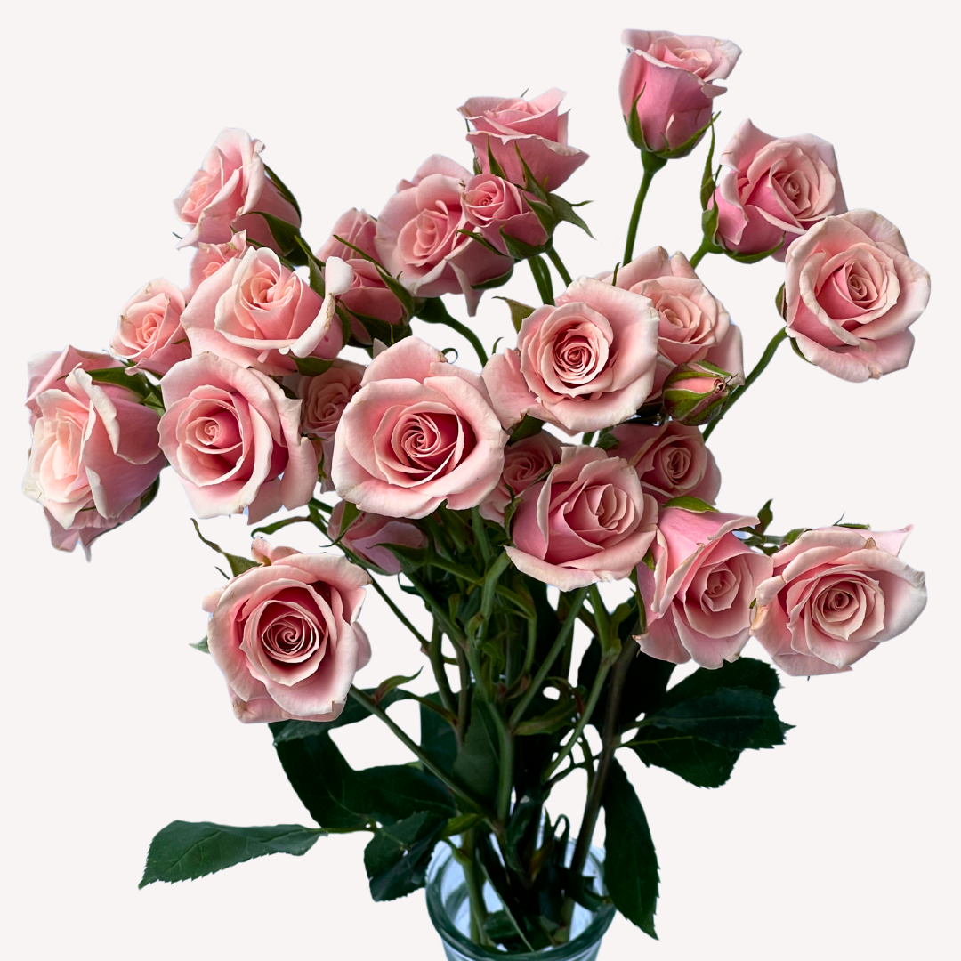 PINK MAJOLICA SPRAY ROSES