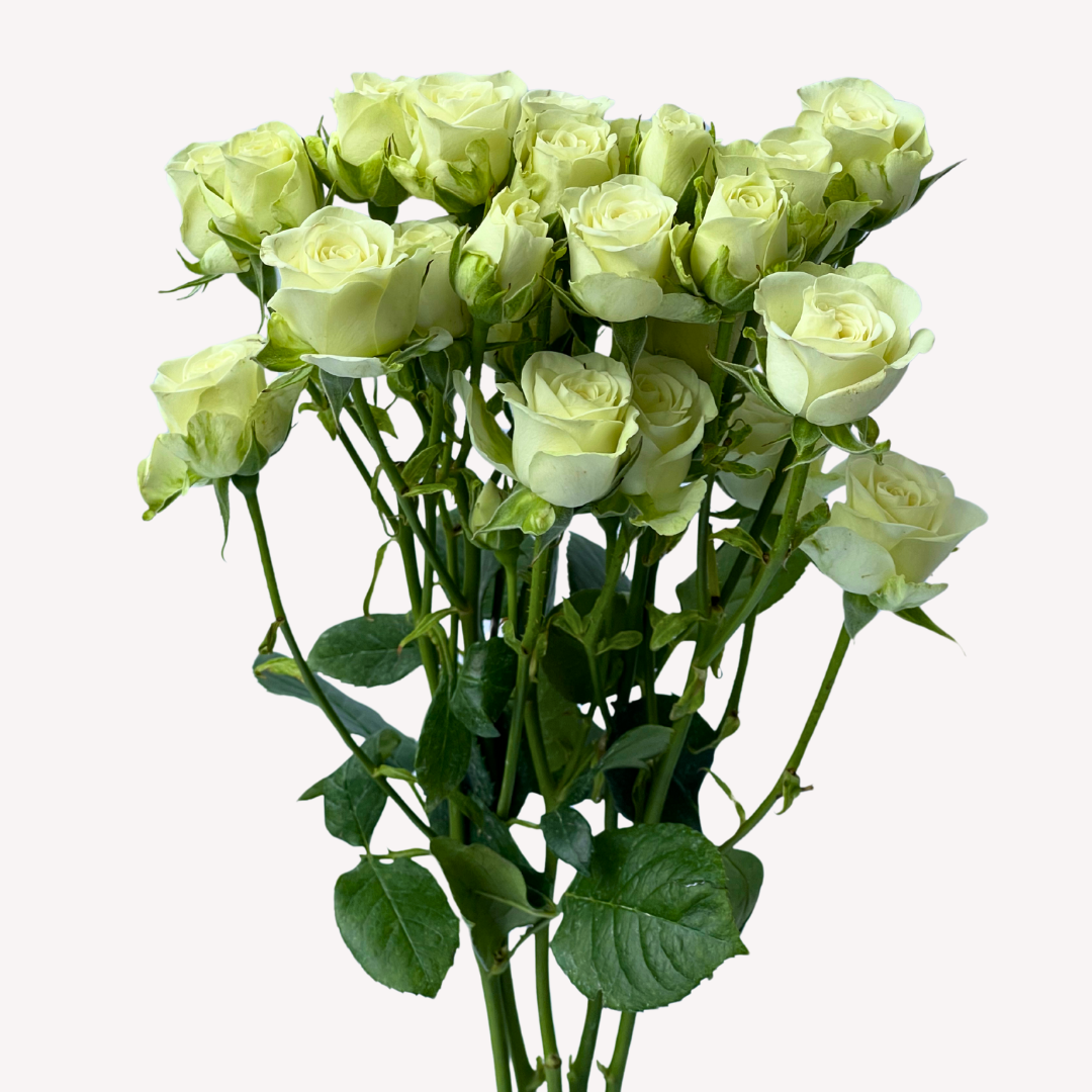 SNOW FLAME SPRAY ROSES