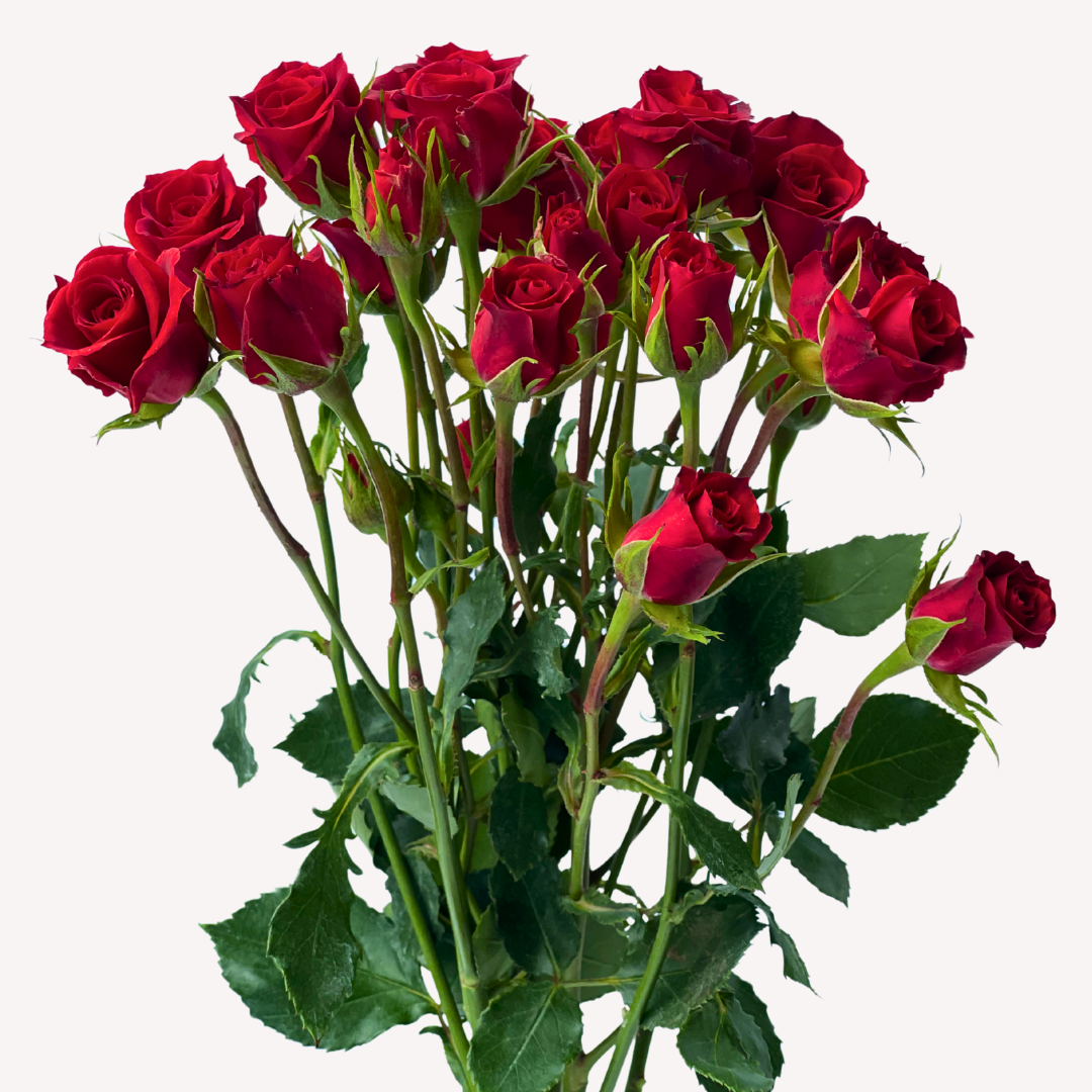 RED MIKADO SPRAY ROSES
