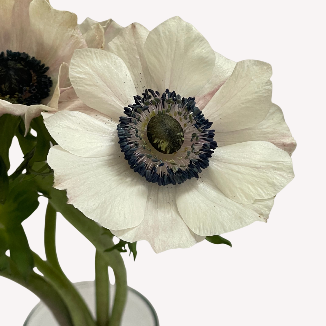 WHITE ANEMONES