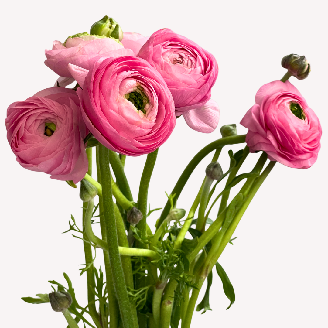PINK RANUNCULUS