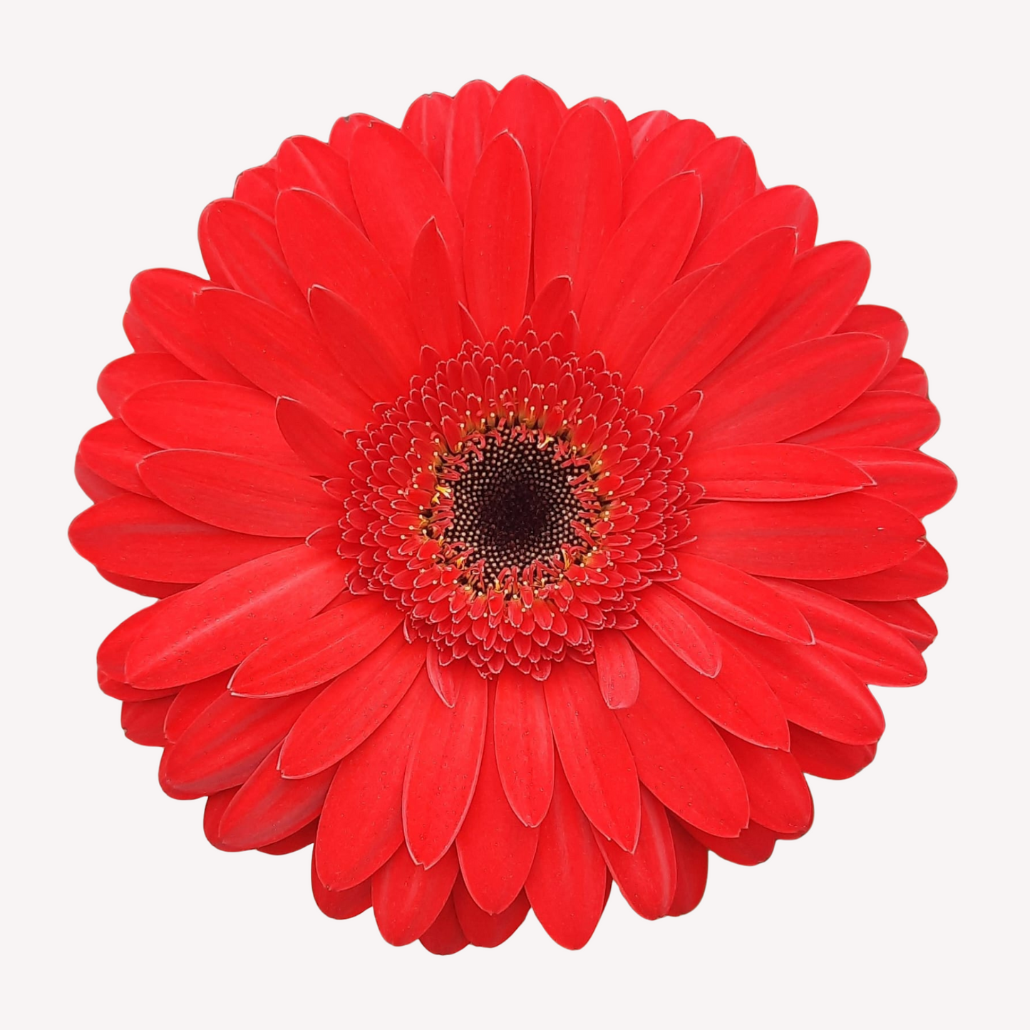 ASSORTED GERBERAS