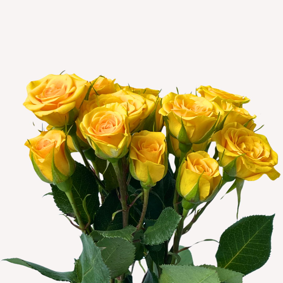 YELLOW BABY SPRAY ROSES