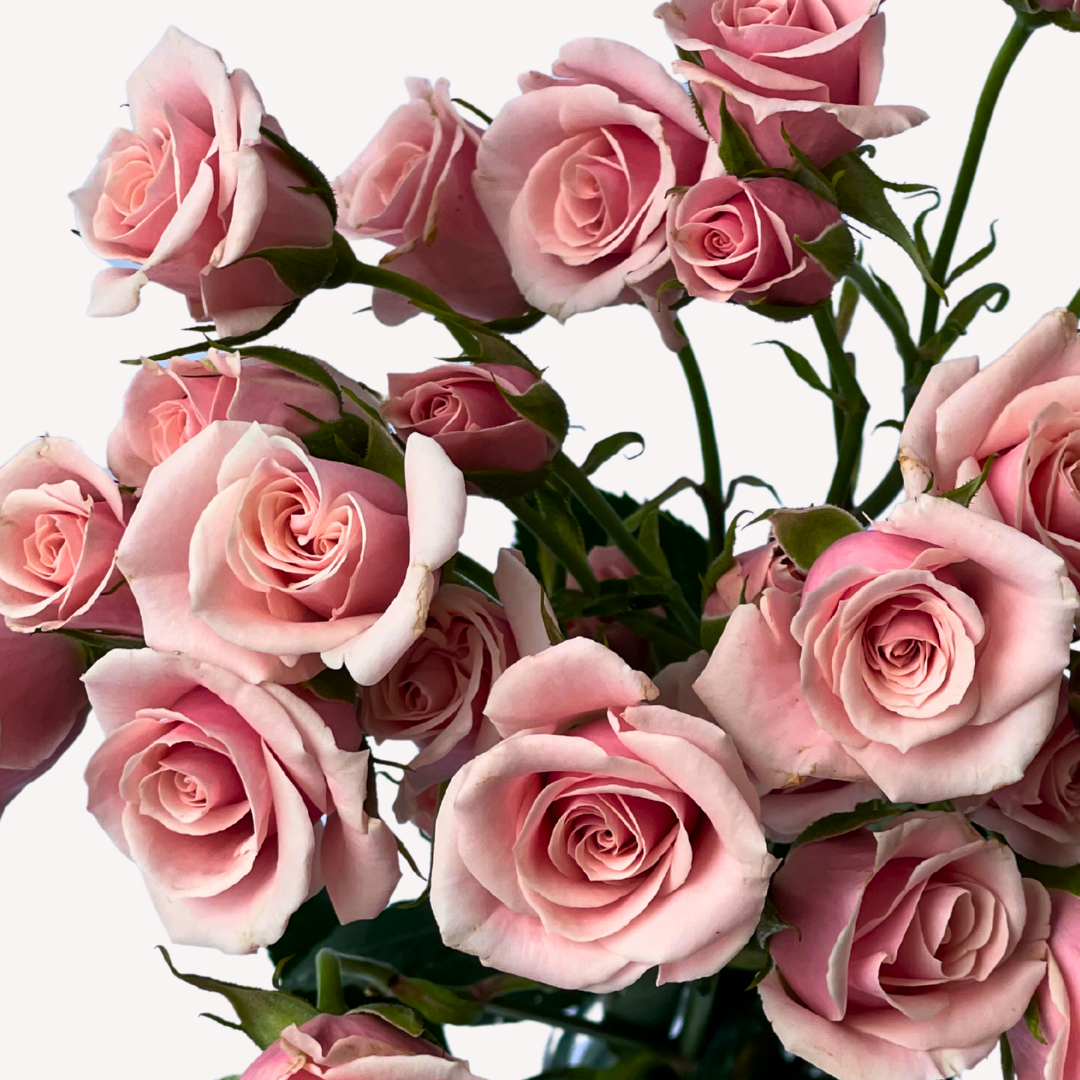 PINK MAJOLICA SPRAY ROSES
