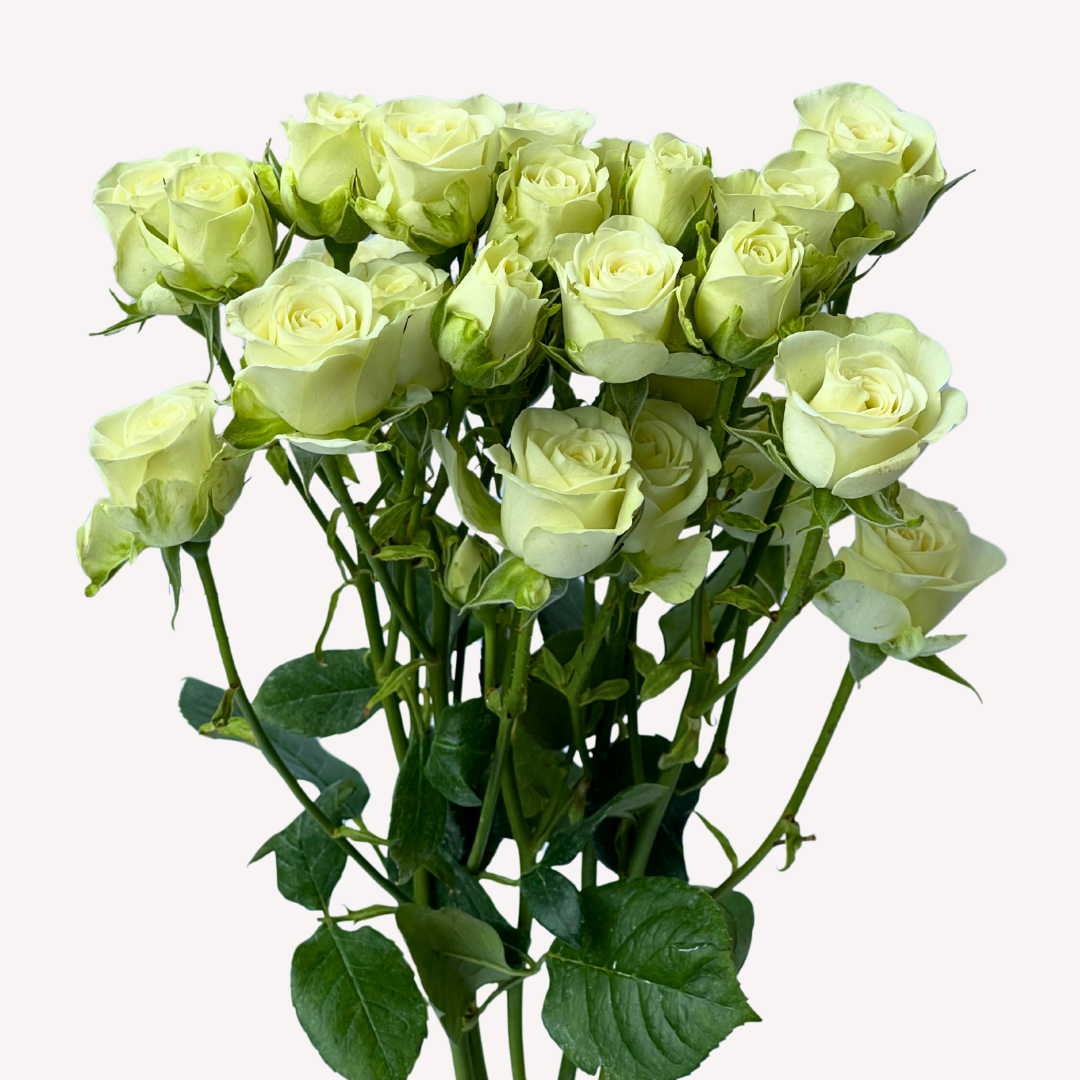SNOW FLAME SPRAY ROSES