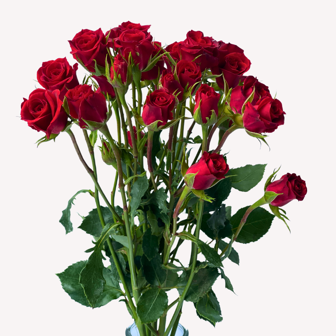 RED MIKADO SPRAY ROSES