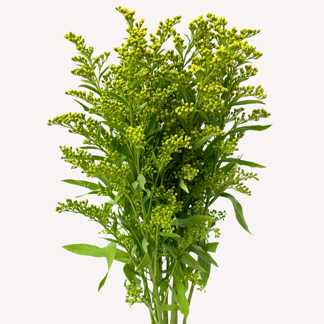 SOLIDAGO