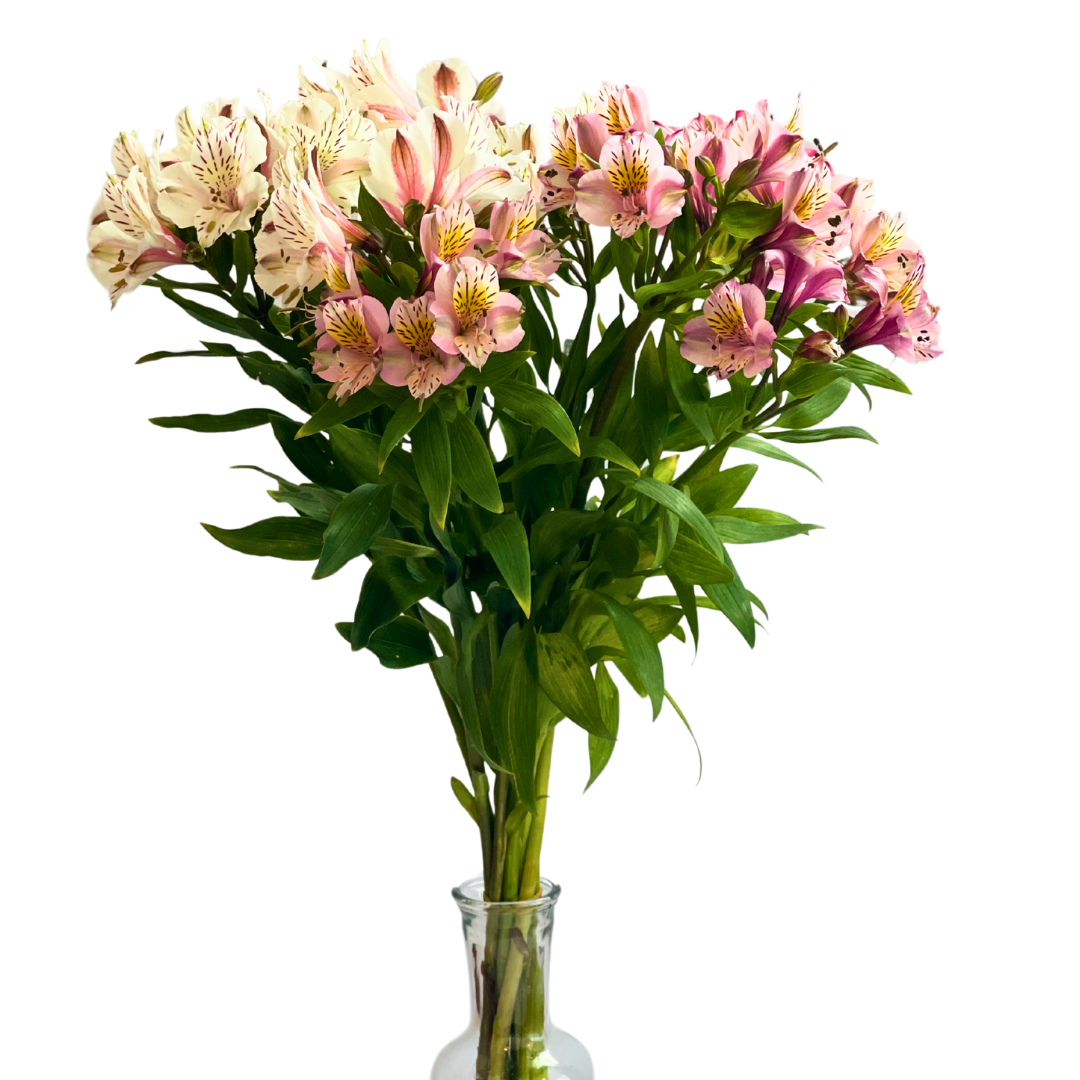 ASSORTED ALSTROEMERIAS